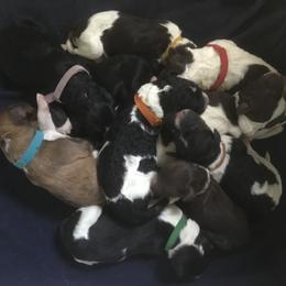 Bernedoodle puppies from Debbies Doodles