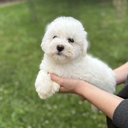 Coton de Tulear and Golden Retriever Puppies from Four Lochs LLC
