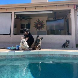 French Bulldog All Grown Up from Az Frenchies