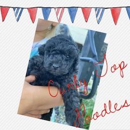 Poodle Puppies from Curly Top Poodles