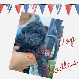 Poodle Puppies from Curly Top Poodles