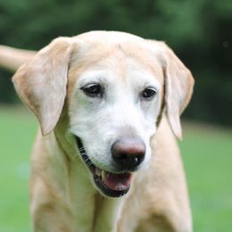 Labrador Retrievers from D&S Retrievers
