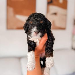 Atlas - Black and white male Bernedoodle puppy in Cold Spring, Minnesota from A.N.A. Doodles