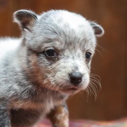 Glacier - Blue speckled female Australian Cattle Dog puppy in Gatlinburg, Tennessee from Greenbrier