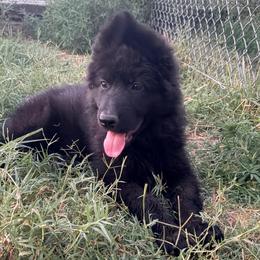 Dakota - Black female German Shepherd puppy in Walla Walla, Washington from Silver Knight Shepherds