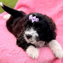 Purple collar toy - Black tri-color female Aussiedoodle puppy in 32046, Florida from River Hill Ranch