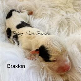 AKC mismark Braxton - Black and tan male Pembroke Welsh Corgi puppy in Casper, Wyoming from Flying Note Shorties