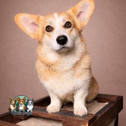 Mishka - Pembroke Welsh Corgi