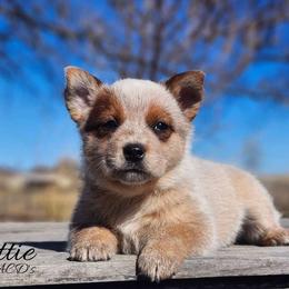 Australian Cattle Dog puppies from TLC Cattle dogs