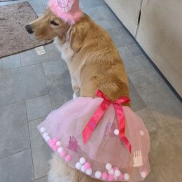 Golden Retriever All Grown Up from Beachwood Golden Retrievers