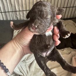 Felix - Chocolate male Goldendoodle puppy in Waynesboro, Virginia from Forest Creek Kennel