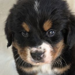 Comet - Bernese Mountain Dog puppy from N.W. Mountain Retrievers