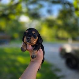 Morticia - Black and tan female Dachshund puppy in Indianapolis, Indiana from Homegrown Hoosier Dachshunds