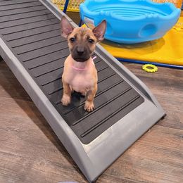 Vietnamese Phu Quoc Ridgeback Puppies from Vietnamese Phu Quoc Ridgeback Dogs of Southern California