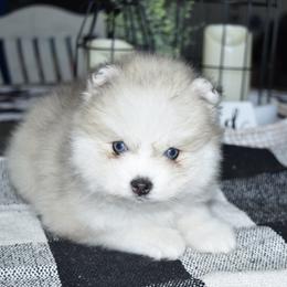 Breezy - Silver and white male Pomsky puppy in Chino Valley, Arizona from Rose Peek Pomskies