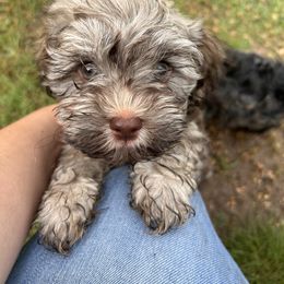Thor - Fawn brindle Havanese puppy in Comfort, Texas from HillCountry Havanese