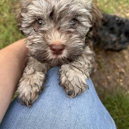 Thor - Fawn brindle Havanese puppy in Comfort, Texas from HillCountry Havanese