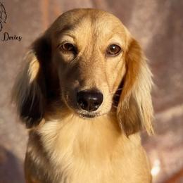 Karsyn - Dachshund