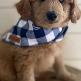 Goldendoodles from My Girls with Curls-Mini Doodles of TN