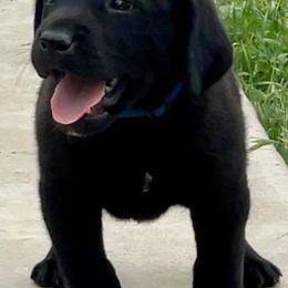 Labrador Retrievers from Rancho Deluxe Retrievers