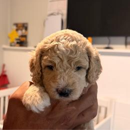 Cidar - Brown and white male Sheepadoodle puppy in Amherst, Ohio from Barking doodles