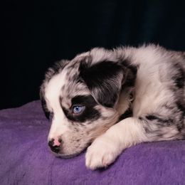 Australian Shepherd, Miniature American Shepherd, Miniature Australian Shepherd, and Toy Australian Shepherd Puppies from Double Moon