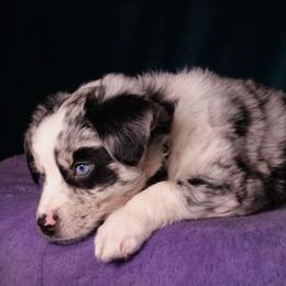 Australian Shepherd, Miniature American Shepherd, Miniature Australian Shepherd, and Toy Australian Shepherd Puppies from Double Moon