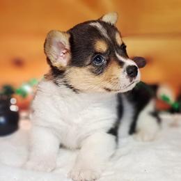 Cassiopeia - Black and white female American Corgi puppy in Gouverneur, New York from St. Lawrence Corgis