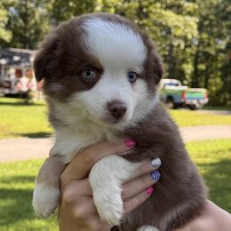 Ringo-blue eye tiny toy - Red tri male Miniature Australian Shepherd puppy in Signal Mountain, Tennessee from D & D Miniature and Toy Australian Sheppards