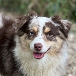 Benny - Toy Australian Shepherd