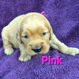 Pink - Dark golden female Golden Retriever puppy in Taft, Tennessee from McGraw's Fetching Pups
