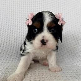 Rain - Tri-color female Cavalier King Charles Spaniel puppy in Katy, Texas from True Heart Cavaliers llc