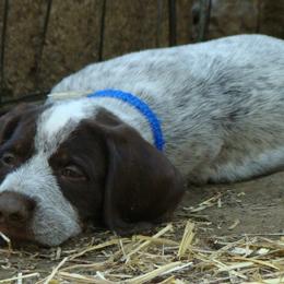 German Wirehaired Pointer Puppies from Idawire GWPs
