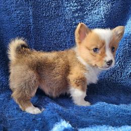 Louise - Red female Pembroke Welsh Corgi puppy in Castle Rock, Washington from Heckman Corgis
