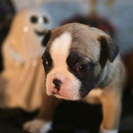 Rocky Top - Seal and white male Boston Terrier puppy in Kingsport, Tennessee from Irish Heart Bostons