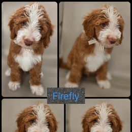 Firefly - Red  male Goldendoodle puppy in Decatur, Tennessee from Diamond's Doodles