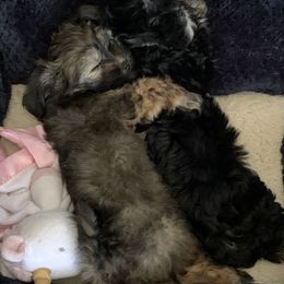 Havanese Puppies from Homefull of Havanese