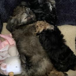 Havanese Puppies from Homefull of Havanese
