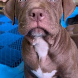 American Bully Puppies from TEXAS BULLY FAMILY