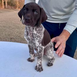 Winston - Liver roan male German Shorthaired Pointer puppy in Glennville, Georgia from Andre Family Farms & Kennels