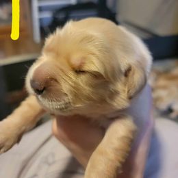 Golden Retriever Puppies from Wild Roost Goldens