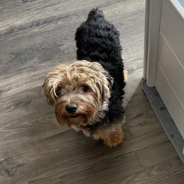 Shag - Yorkshire Terrier