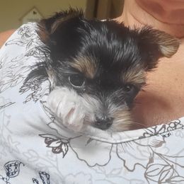 Yorkshire Terrier Puppies from Cottage House Yorkies