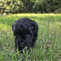 Cavapoo, Cockapoo, Goldendoodle, and Maltipoo Puppies from Perdue Puppies