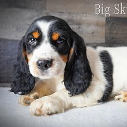 Boy 2 - Black white and tan male English Springer Spaniel puppy in Great Falls, Montana from Big Sky Springers