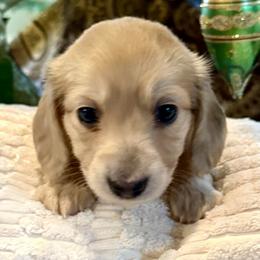 Clarence (AKC) - Dapple male Dachshund puppy in Valley Springs, California from Renberg's Elite Dachshunds