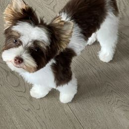 Yorkshire Terriers from Pam's Yorkies