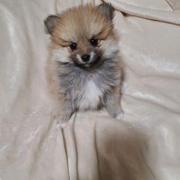 Pomeranian and Siberian Husky Puppies from Duran's huskies and pomeranians