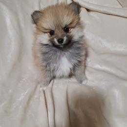 Pomeranian and Siberian Husky Puppies from Duran's huskies and pomeranians