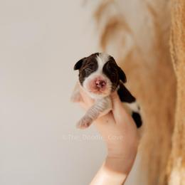 Yellow boy - Chocolate male Australian Labradoodle puppy in Syracuse, Indiana from The Doodle Cove